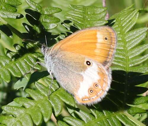 Pearly Heath