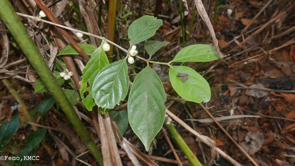 Tricalysia leucocarpa