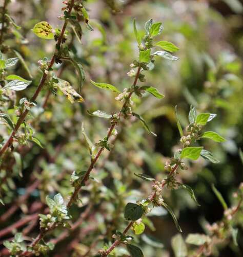 pellitory-of-the-wall