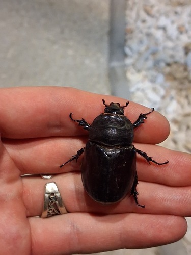 Oryctes nasicornis corniculatus