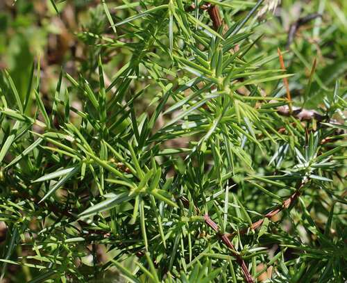 common juniper