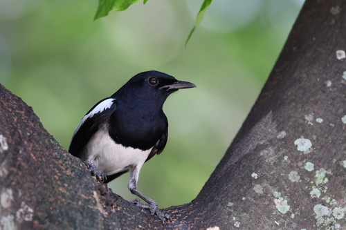 Oriental Magpie-Robin