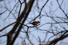 Icterus nigrogularis