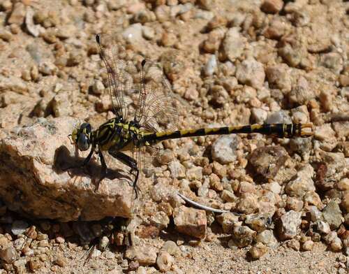 Large Pincertail