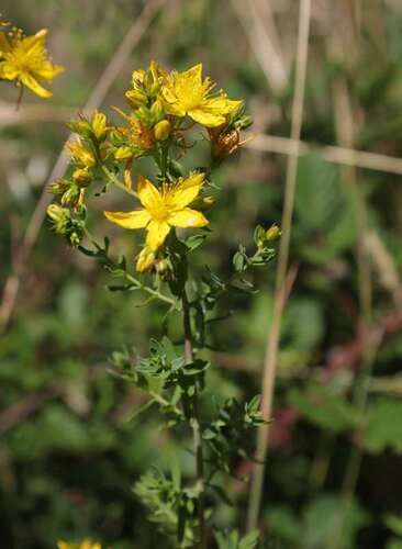 Common St. John's Wort