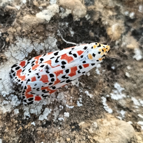 Crimson-speckled Flunkey