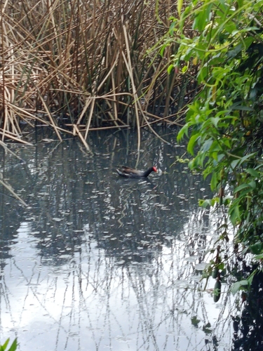 Common Gallinule