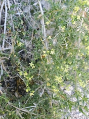 Galium stellatum eremicum