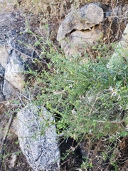 Galium stellatum eremicum