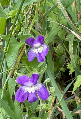 Snapdragon Vine