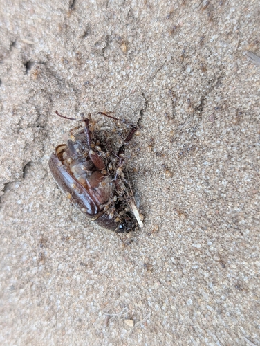 High Noon Ant