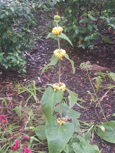 Phlomis russeliana