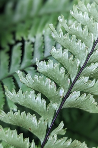 Hymenasplenium cheilosorum