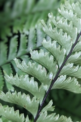 Hymenasplenium cheilosorum