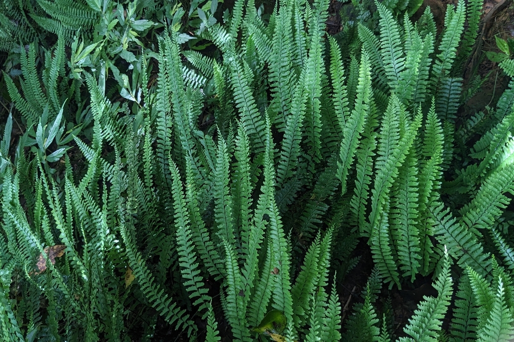 Hymenasplenium cheilosorum; photograph (c) 許文俊, some rights reserved (CC BY-SA)