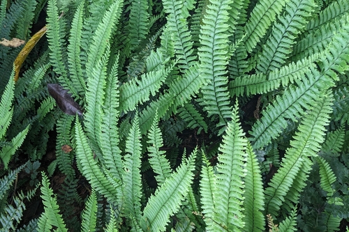 Hymenasplenium cheilosorum, photograph 2