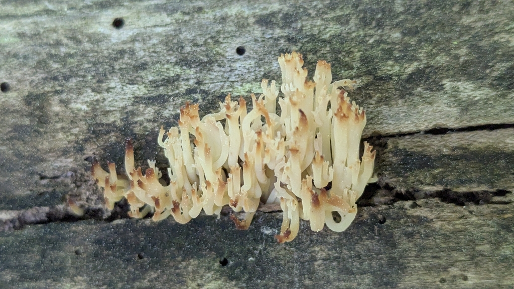 crown-tipped coral fungus · June 2026 · photo: Photo: no rights reserved · iNaturalist