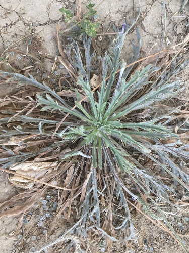 Buck's-horn Plantain