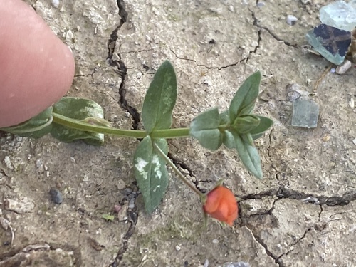 scarlet pimpernel