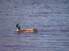 Anas platyrhynchos domesticus