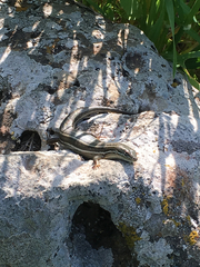 Heremites vittatus