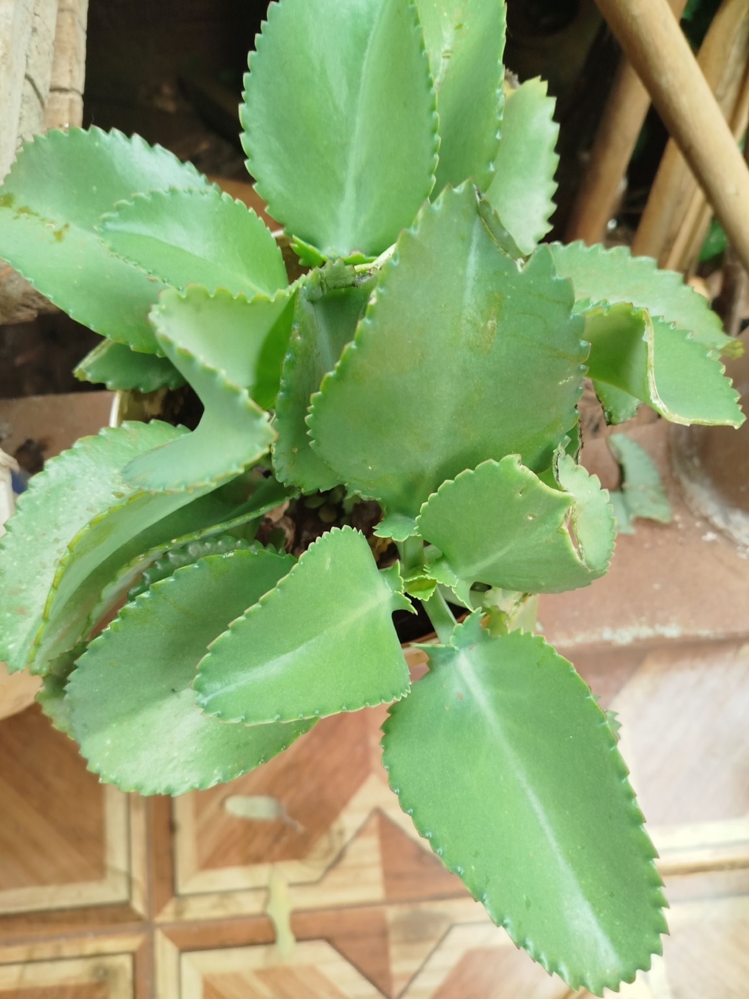 Kalanchoe laetivirens