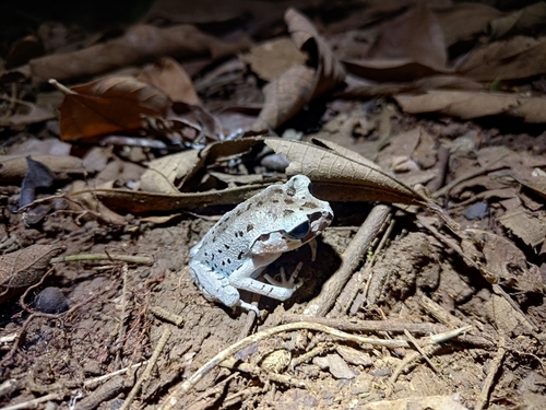 Leptobrachium hasseltii