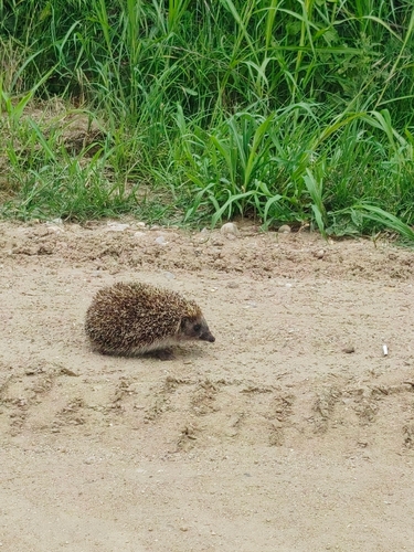 Northern White-breasted Hedgehog