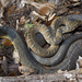 Blotched Water Snake - Photo (c) David G. Barker, some rights reserved (CC BY-NC), uploaded by David G. Barker
