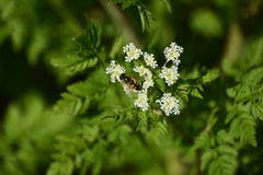 Helophilus latifrons