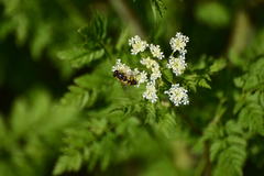 Helophilus latifrons