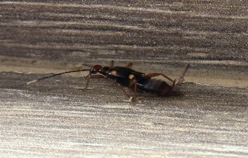 Rasahus hamatus