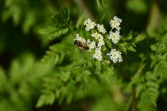 Helophilus latifrons