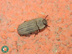 Gonocephalum simplex