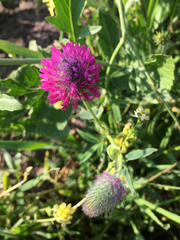Trifolium purpureum