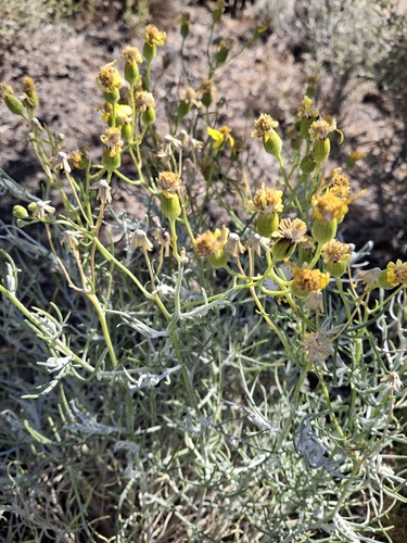 threadleaf groundsel