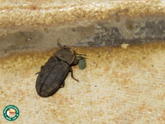 Gonocephalum simplex