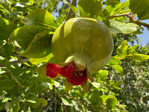 pomegranate
