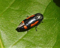 Ptosima laeta