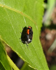 Ptosima laeta