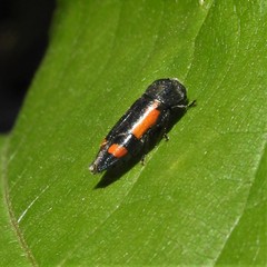 Ptosima laeta