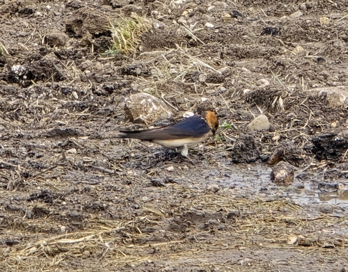European Red-rumped Swallow
