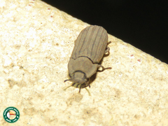 Gonocephalum simplex