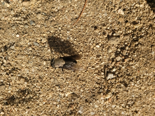 Western Black Horse Fly