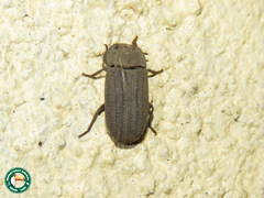Gonocephalum simplex