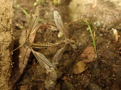 Tipula lateralis
