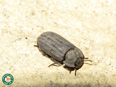 Gonocephalum simplex