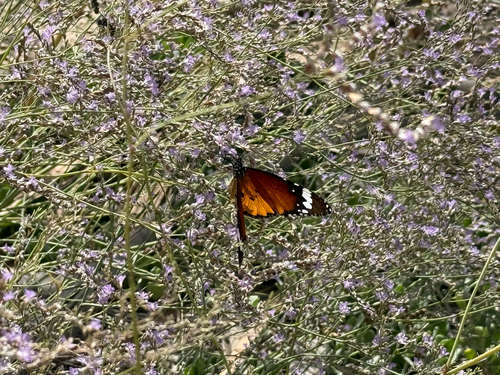 Plain Tiger Butterfly