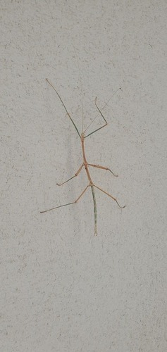 Creosote Bush Walkingstick