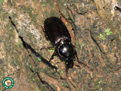 Stereostoma stuhlmanni
